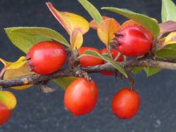 Cotoneaster simonsii: Fruit and late season foliage.
 Image: D. Glenny © Landcare Research 2017 CC BY 3.0 NZ